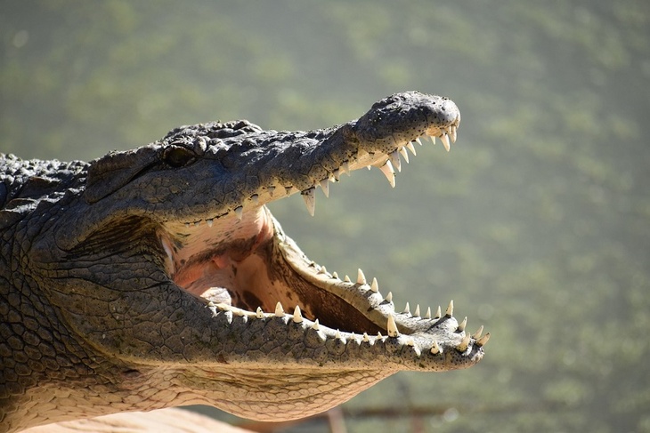 Воющая крокодилица и ножи из фекалий: названы лауреаты Шнобелевки-2020
