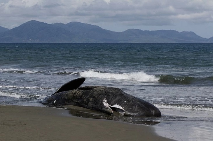 Самый массовый суицид в истории: сотни китов нашли мертвыми на берегу