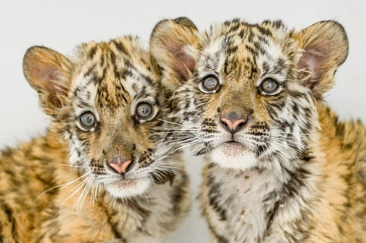 Четверо амурских тигрят родились в Московском зоопарке: видео
