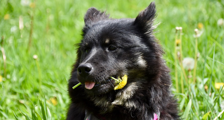 Названы смертельно опасные цветы для собак