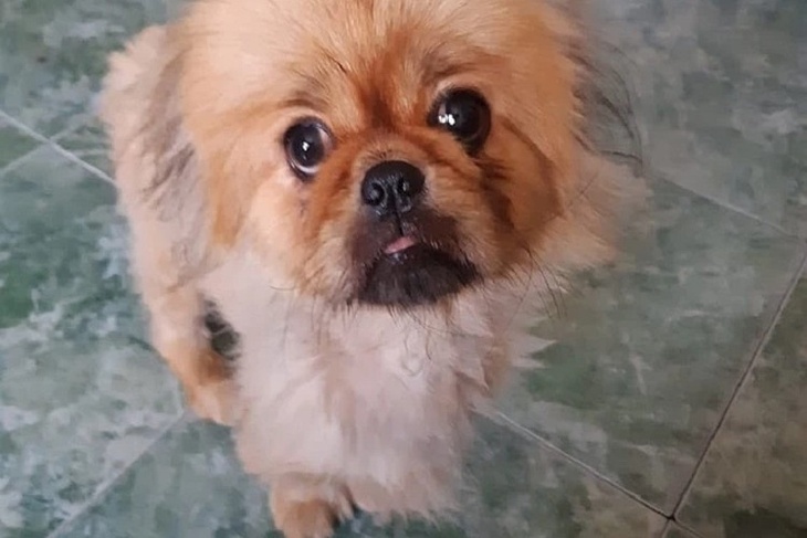 «Пусть летит!»: пьяная компания решила «запустить в космос» пекинеса