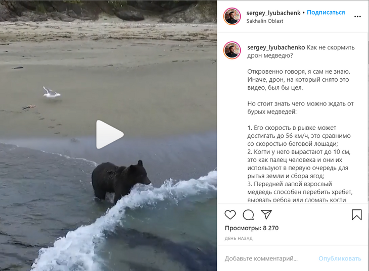 Не подглядывай! Медведь на Сахалине сбил снимавший его беспилотник