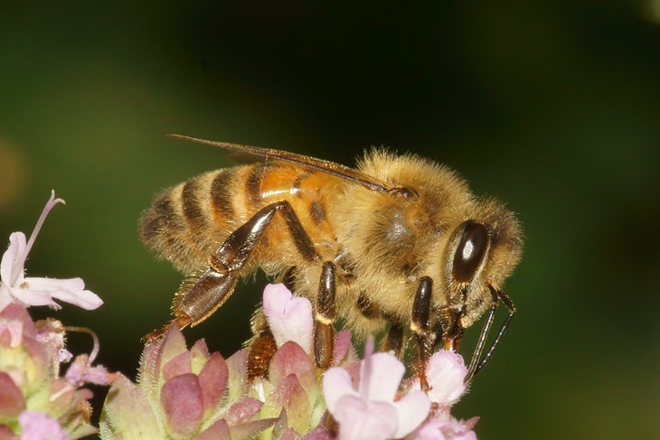 Ученые выяснили, как яд медоносных пчел убивает раковые клетки
