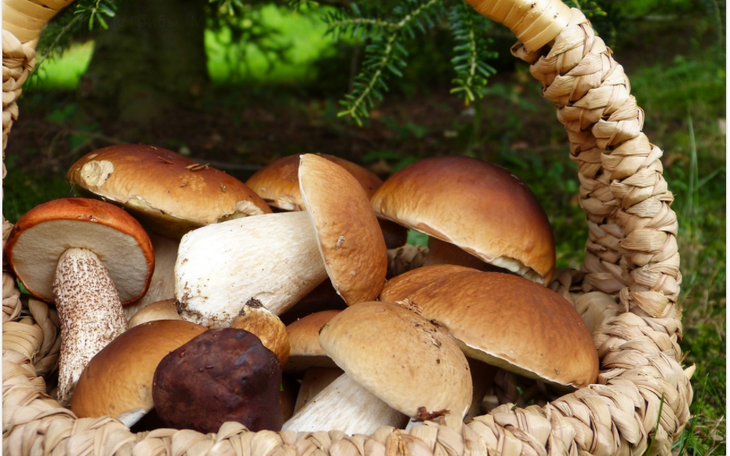 Почему можно отравиться даже съедобными грибами