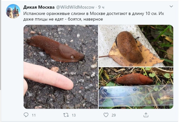 «Даже птицы не едят»: в московском парке обнаружен чудовищный моллюск