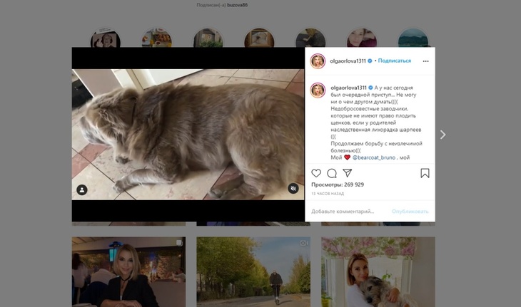 «Наследственная лихорадка»: Ольга Орлова борется с болезнью любимой собаки
