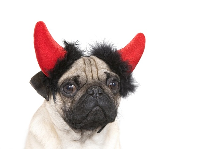 Преподавательница на лекции рассказала студентам о собаках-сатанистах