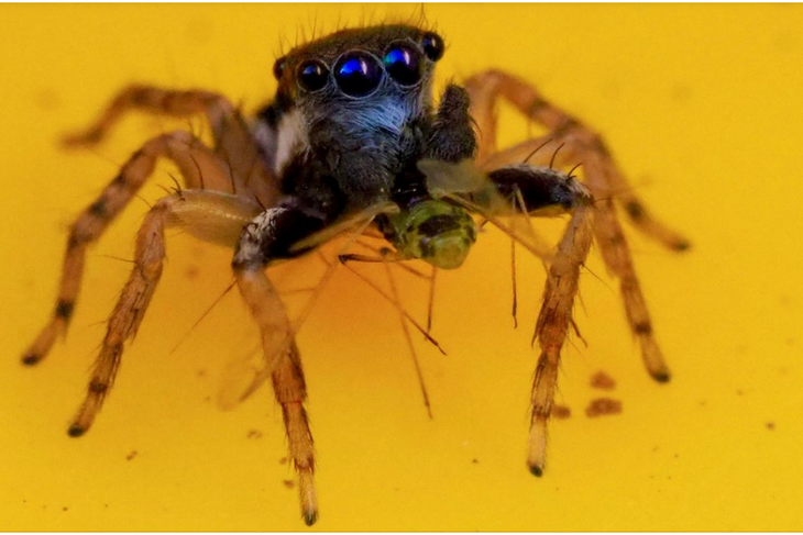 Женщина пошла выносить мусор и открыла новый вид восьмиглазого паука