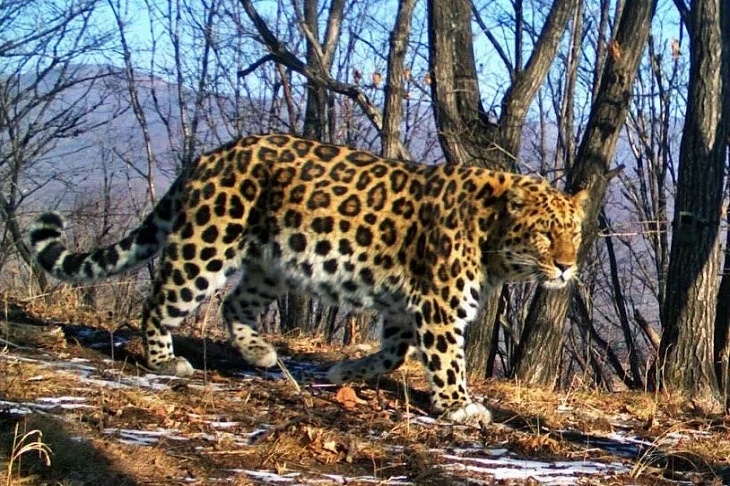 Сытый кот: в Приморье показали старейшего леопарда-«кинозвезду»