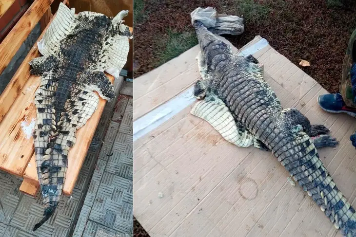 Браконьер в шоке, рептилия в анабиозе: в Сибири поймали крокодила