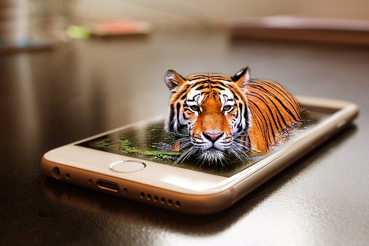 «Помни об осанке, тигр!»: в нацпарке показали, как чатятся хищники