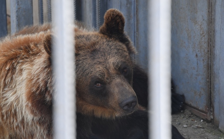 «Забыл о маске»: работник цирка раскрыл, почему медведь убил человека