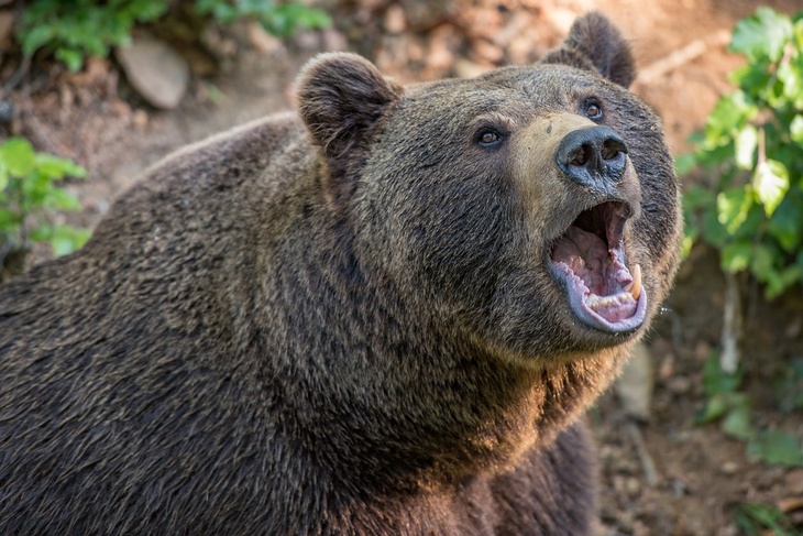 «Всем не угодишь»: в соцсетях захейтили чиновника, убившего медведя