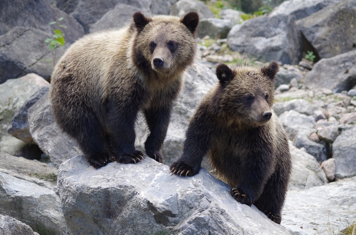 На Камчатке медвежонка-сироту спасли от матерого медведя