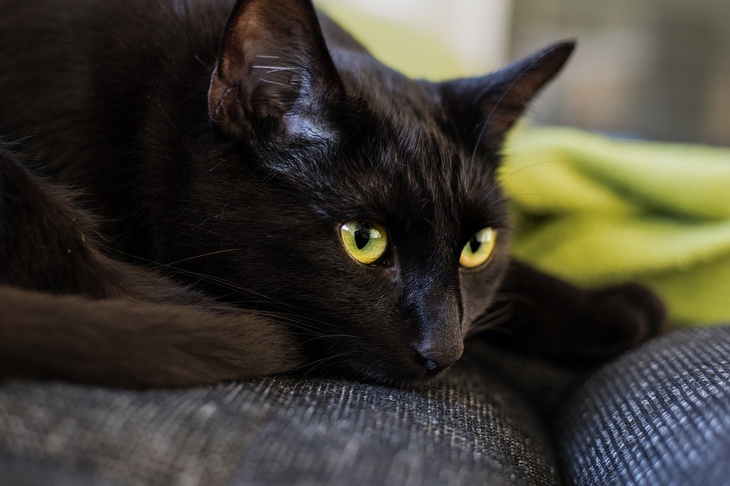 Черный кот дома - 70 фото