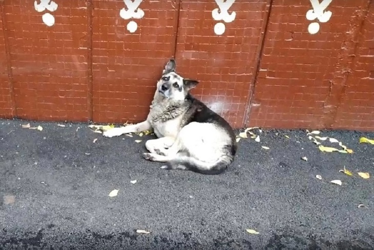 Фейковый «Хатико» нашел своего хозяина благодаря публикациям