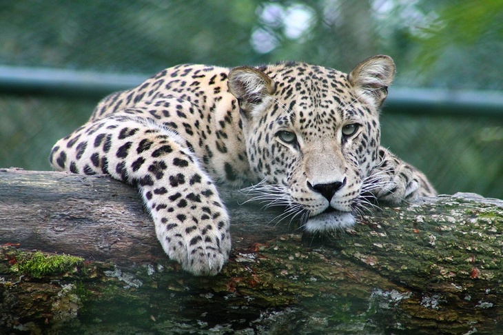 «Самые милые объятия»: леопард-мама с котенком попали на видео
