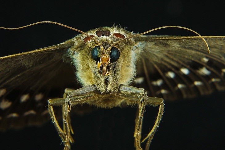 Эко-моль: ученые выводят насекомых, поедающих пластик