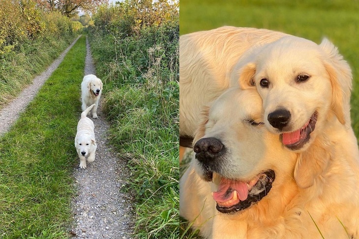 Иди на мой голос: щенок стал поводырем у слепого ретривера