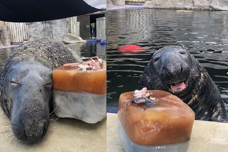 Нappy birthday, Йуллог! Тюленю подарили торт на 31-летие