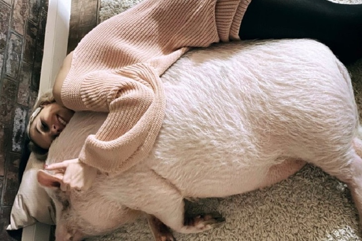 Лучшие породы свиней для разведения в домашних условиях