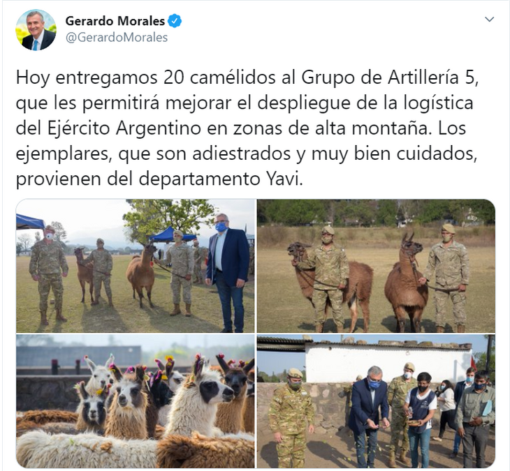 Враги умрут от умиления: в армии Аргентины будут служить боевые ламы