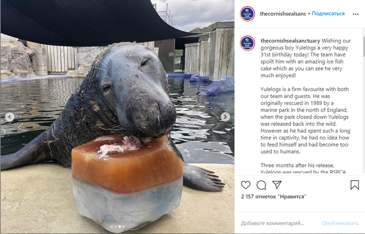 Нappy birthday, Йуллог! Тюленю подарили торт на 31-летие