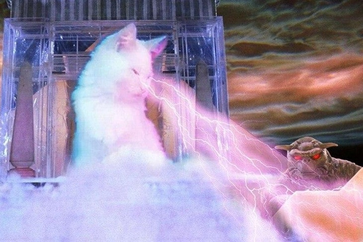 Котэ божествен: в Сети появился новый мем