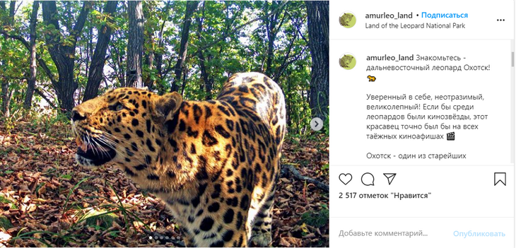 Сытый кот: в Приморье показали старейшего леопарда-«кинозвезду»