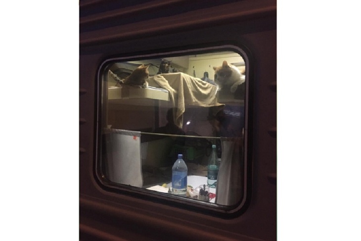 Наташ, проснись, это Анапа: турист выкупил купе поезда для своих котов