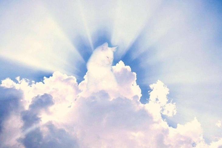 Котэ божествен: в Сети появился новый мем