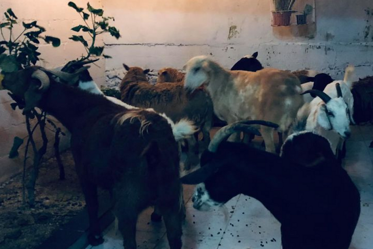 Ковчег на дому: мужчина спас от урагана 300 животных