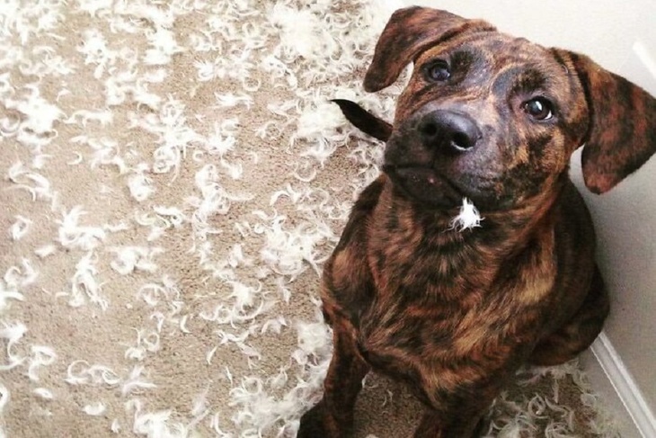 Очень виноватая собака: хозяева делятся фото хвостатых преступников