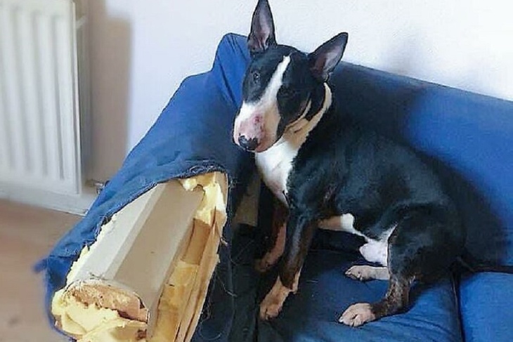 Очень виноватая собака: хозяева делятся фото хвостатых преступников