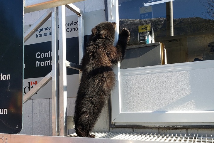 «Не имел документов»: медвежонка задержали на канадской границе