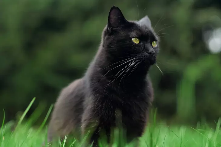 Спортсменка, чемпионка: самая прыгучая в мире кошка попала на видео