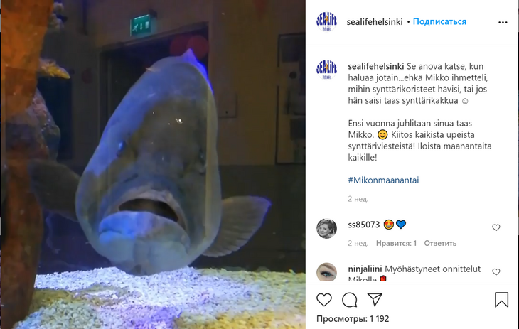Ел друзей и плакал: океанариум устроил праздник для депрессивной рыбки