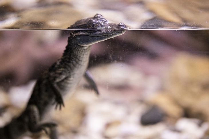 Семь странных и милых фактов о крокодилах
