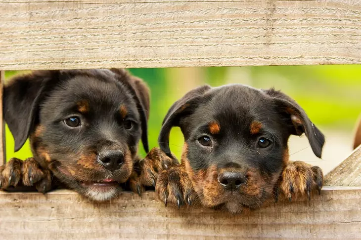 Виляет хвостом не от счастья: топ-5 самых популярных мифов о собаках