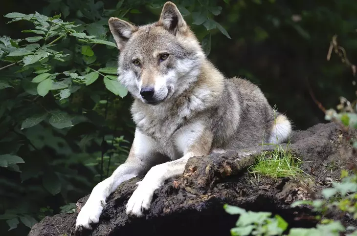 «Его роль выполняет лисица»: куда делись тамбовские волки 