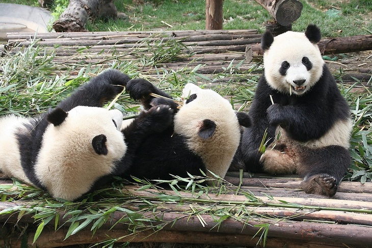 Реальное кунг-фу: разборки маленьких панд попали на видео