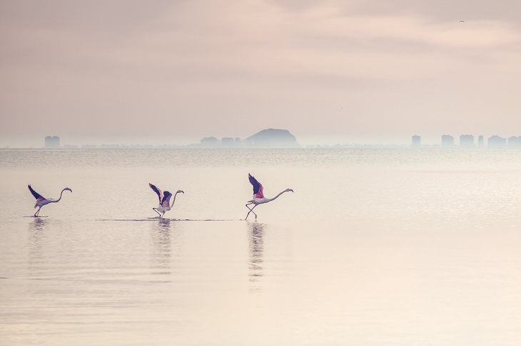 Красота из дивной сказки: сотни фламинго прилетели на озеро на закате