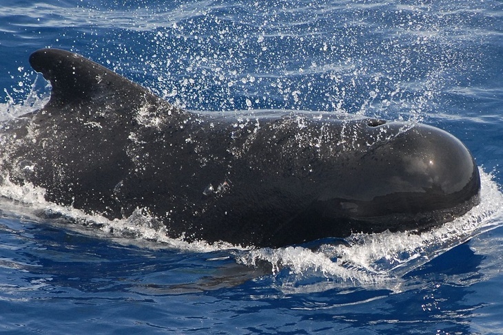 Новое массовое самоубийство: более ста дельфинов выбросились на сушу