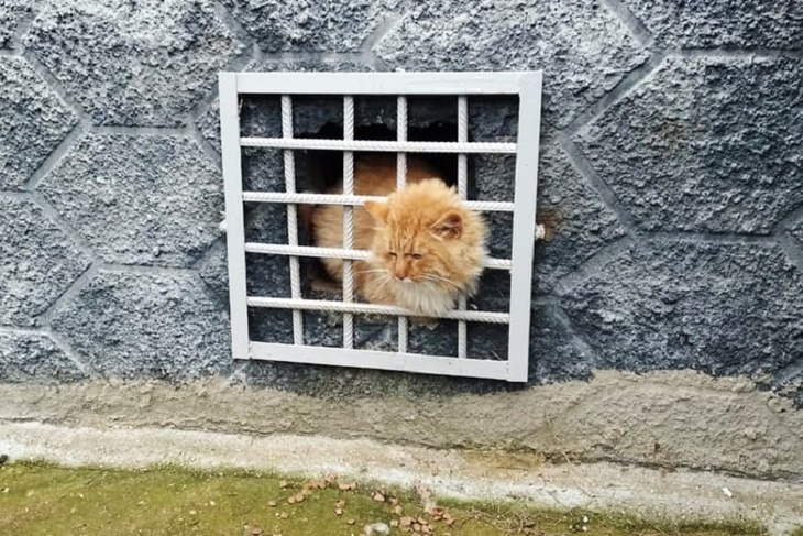 «Сижу за решеткой»: застрявшего толстопопого кота вызволили спасатели