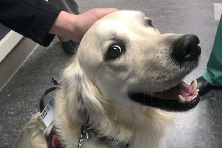  Хвостатый медбрат: пса приняли на работу в больницу