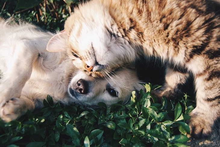 Погладь кота: во всем мире отмечается День домашних животных