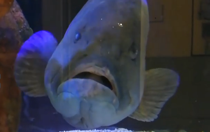 Ел друзей и плакал: океанариум устроил праздник для депрессивной рыбки