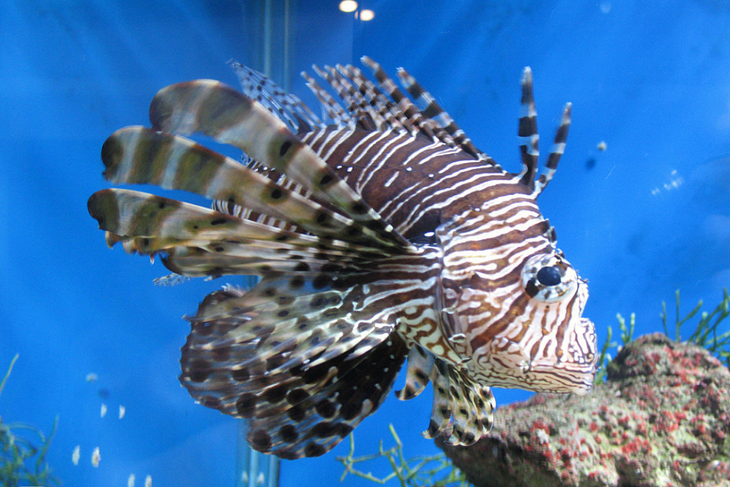 Ел друзей и плакал: океанариум устроил праздник для депрессивной рыбки