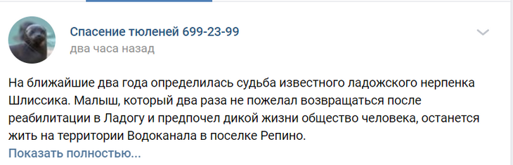 Нас и здесь неплохо кормят: спасенный нерпенок отказался уплывать 