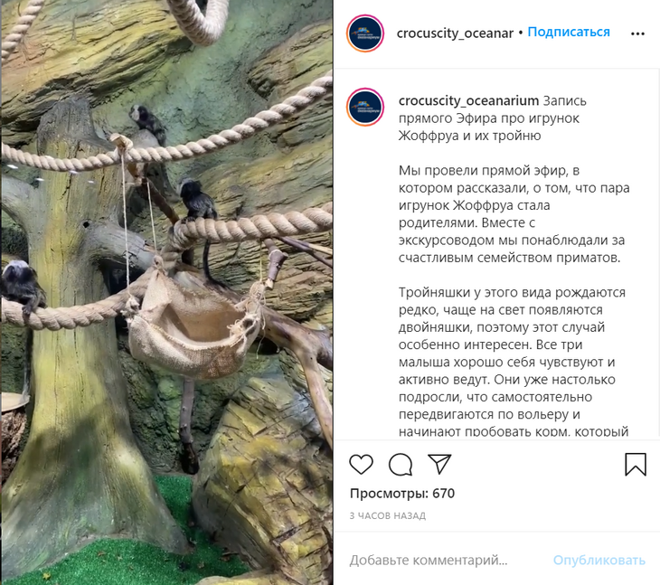 Тройняшки: в Крокус Сити родились маленькие игрунки